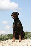 DOBERMANN 1189